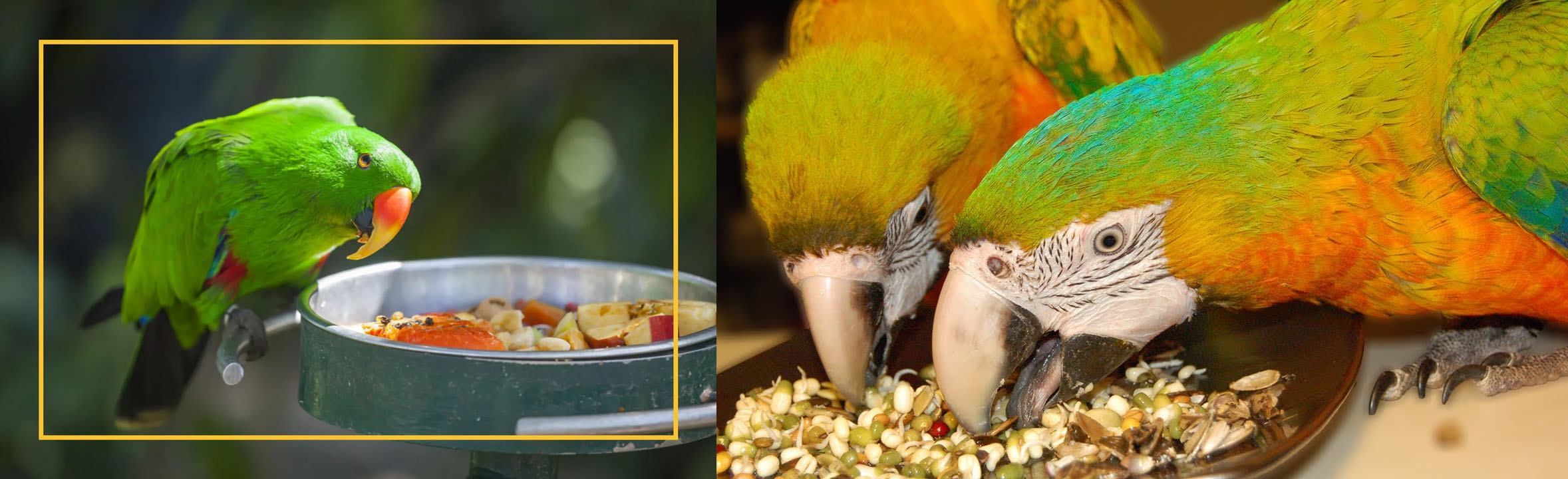 Oiseau Produits -Oiseau Produits 1